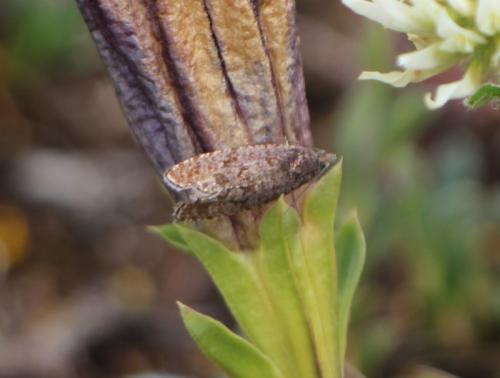 Stictea mygindiana